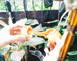 foodie_foodies_food_blogger_culinary_food blogger_culinary blogger_foodie_inijie_inijiegram_laurangelia_laura_nikita kusuma_niki_nikitakusuma_futari_futarikusuma_amandakohar_amanda_kohar_jack_magnifico_enog_the hungry doctor_indonesia_makanan indonesia_indo_id_surabaya_bogor_jakarta_pizza_goreng_selfie_selca_instagram_likes_followers_follower_like_subscriber_subscibe_kevin_anggara_ldp_last day production_jajan_merli_merlisan_chippeido_chippei-do_chintya_marcheline